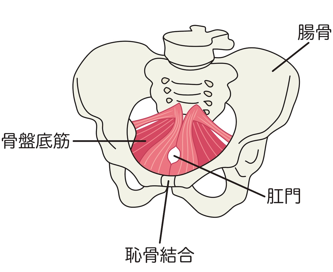 骨盤底筋と増大の関係
