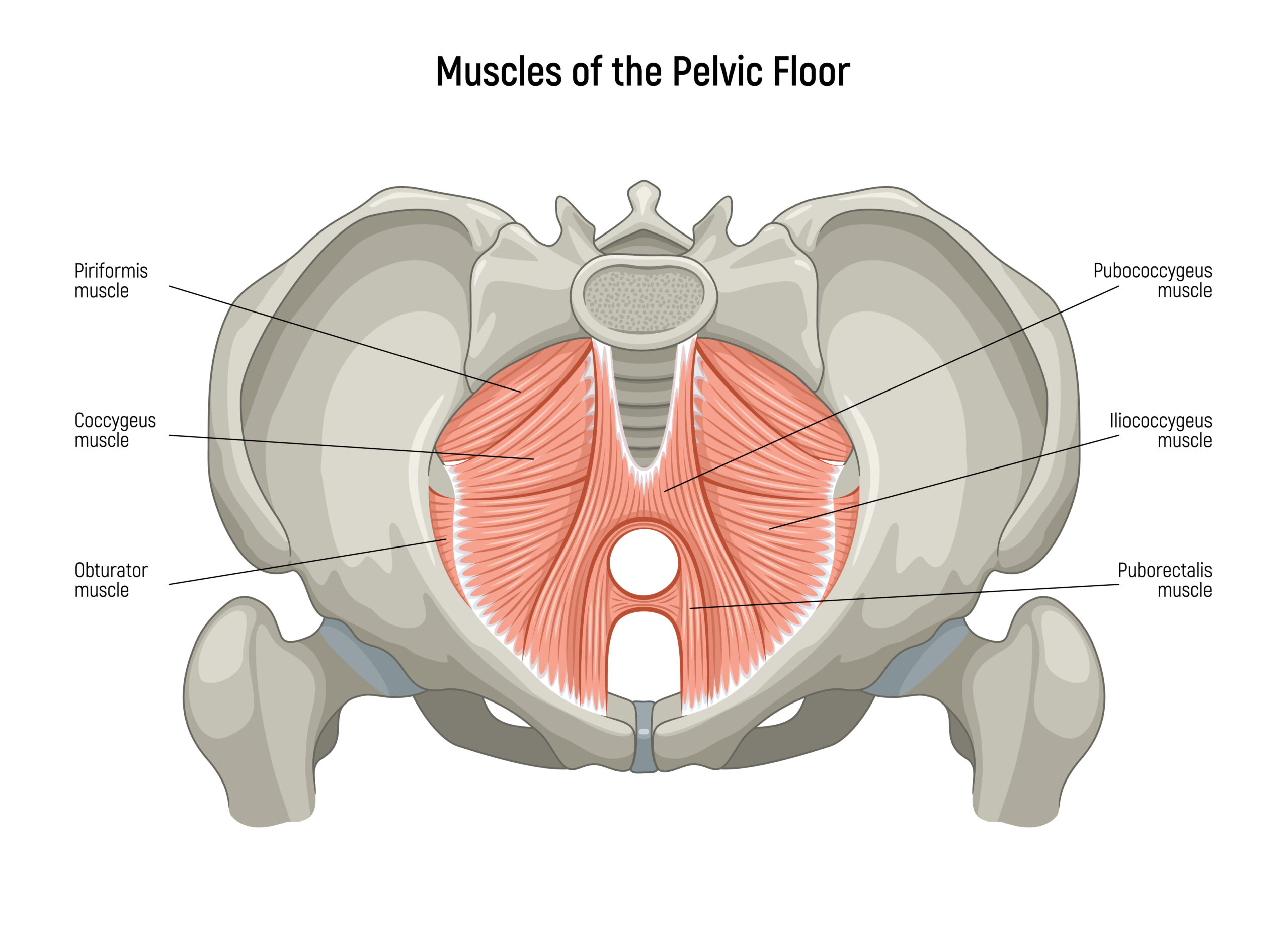 ヒップリフトと勃起力